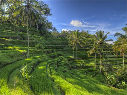Rice Terraces - Bali SQ (PBH4 00 16656)
